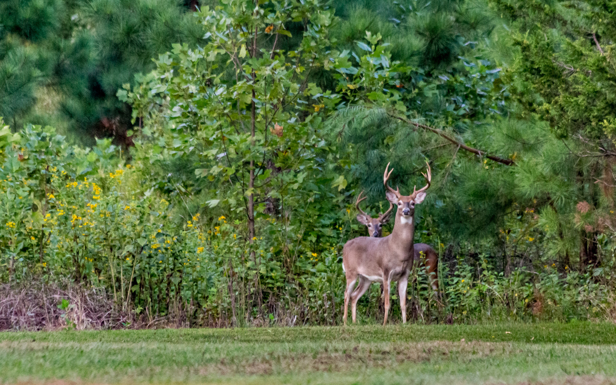Hunting Seasons & Land Values: Why Timing Matters When Buying or Selling in Salem, MO